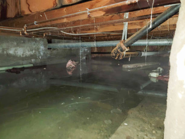 Best Water damage restoration process  in Foley, MN